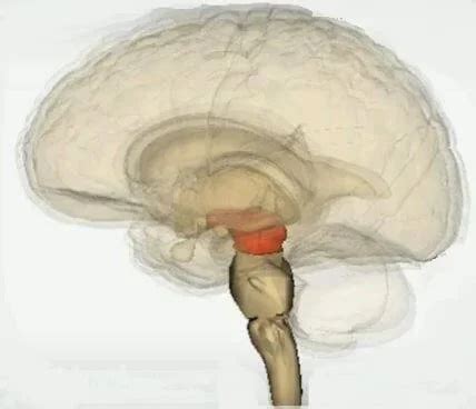 Mesencephalon Midbrain Impact Of Brain Injury Per Brain Area