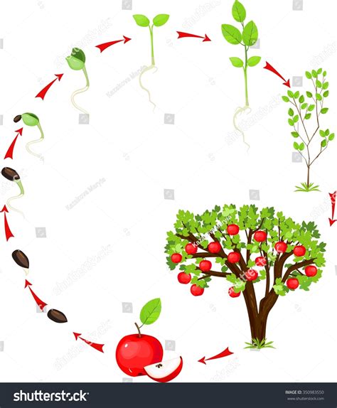 Tree Life Cycle Clip Art