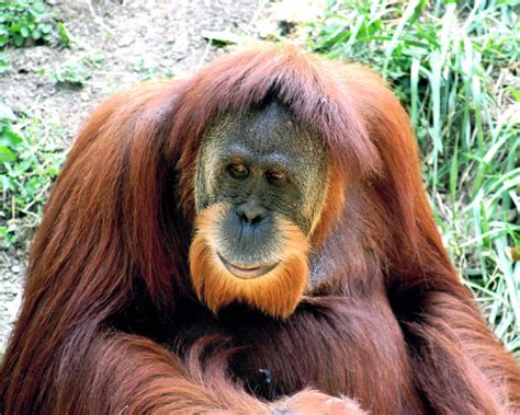 Orang Utan Spesies Ciri Fisik Cara Hidup Habitat And Konservasi