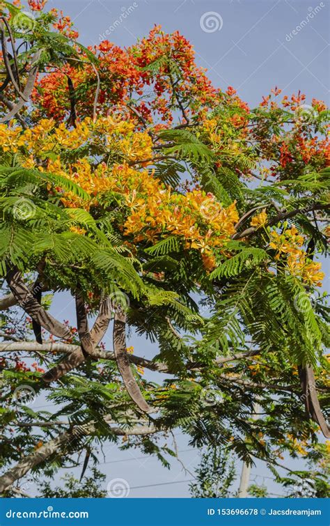 Royal Poinciana Tree Blooming While Bearing Stock Photo Image Of