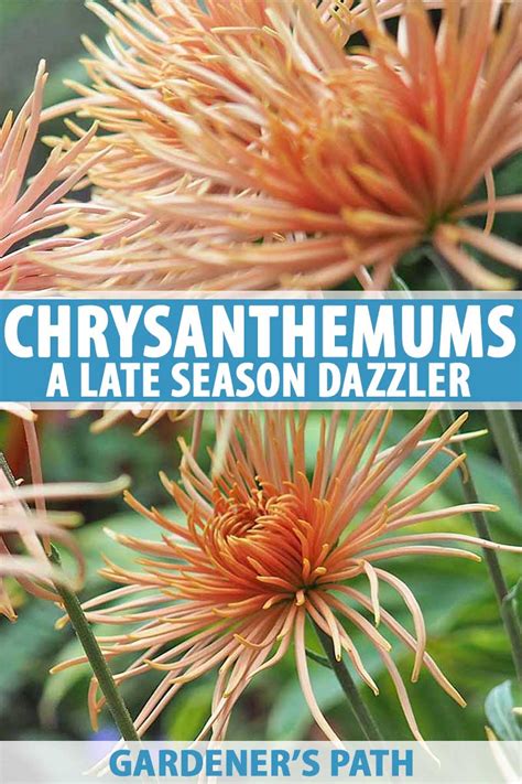 How To Grow And Care For Chrysanthemums Gardeners Path