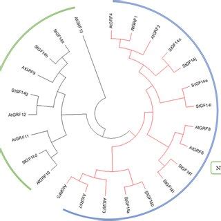 Phylogenetic Relationship Of Stgf Proteins In Arabidopsis And Potato