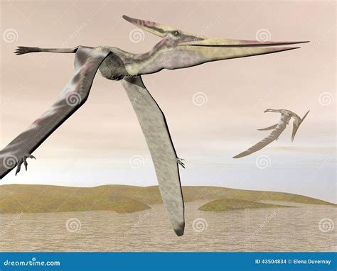 Pteranodon Flying 3D Render Stock Illustration Illustration Of