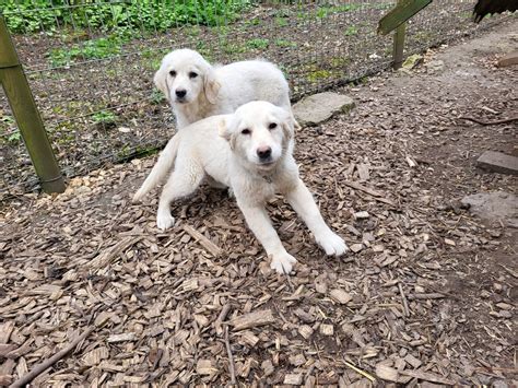 Golden Retriever Kaufen Und Welpe Aus Grebenstein Deinetierwelt