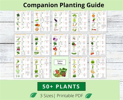 Companion Planting Garden Diagram Template Square Foot Gardening...