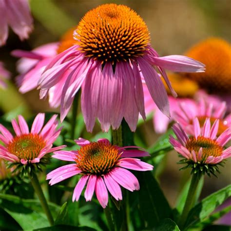 Growing Echinacea How To Care For Purple Coneflowers