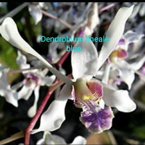 Jual Anggrek Dendrobium Lineale Blue Remaja Shopee Indonesia