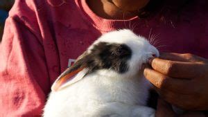 Top Domestic Rabbit Breeds: A Complete Guide for Pet Owners - Everbreed