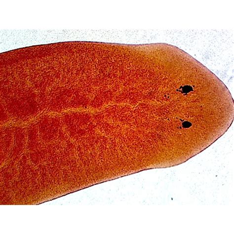 Prepared Microscope Slide,Zoology; Planaria, W.M. Showing General Structure