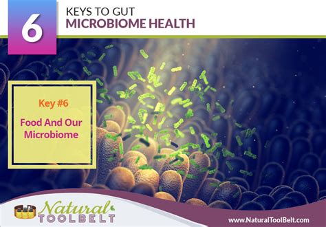 Keys To Gut Microbiome Health Natural Toolbelt