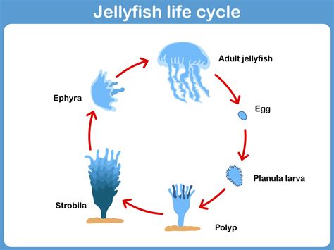 What Do Jellyfish Eat The Truth Behind Their Diet