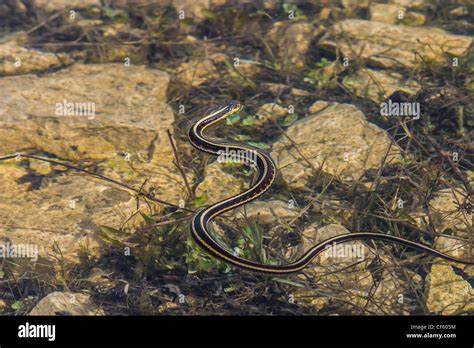 Garter Snake Swimming Across A Small Pool Of Water Stock Photo Alamy