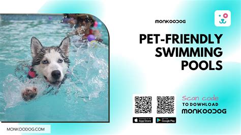 Pet-friendly Swimming Pools - Monkoodog