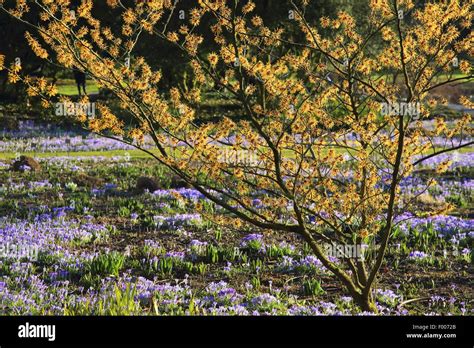 Spring Witch Hazel Hamamelis Vernalis Blooming Bush On A Meadow With