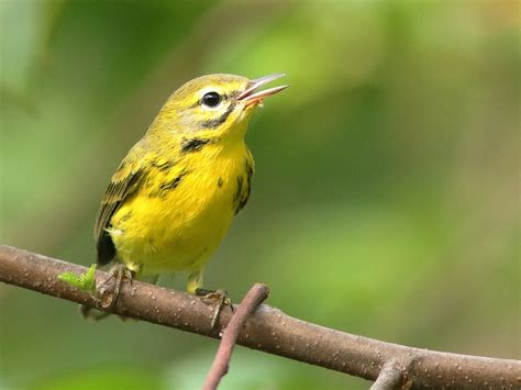 Prairie Warblers An Early Successional Species Birdnote