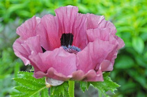 Purple poppies, Poppies, Poppy images