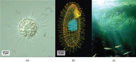 Kingdom Protista Algae