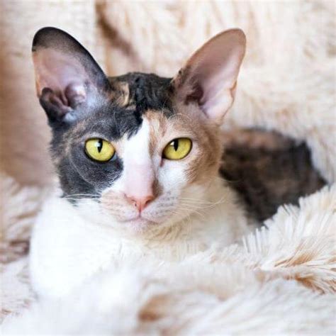 Cornish Rex Cat Breed Information Purina