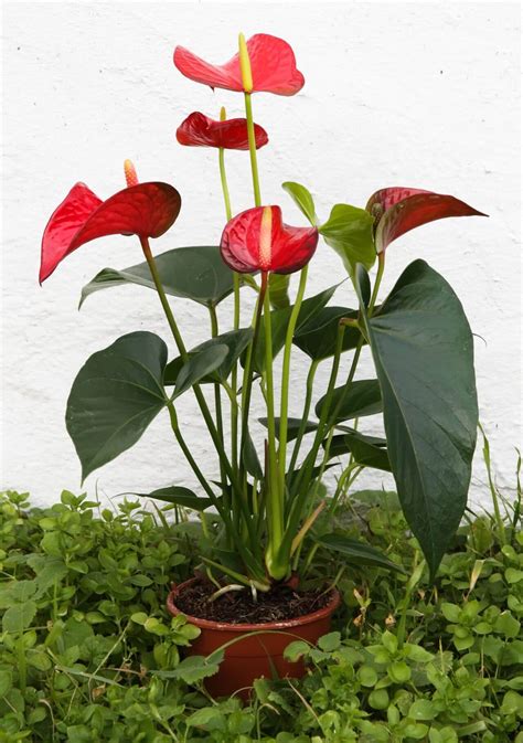 10 plantas con flores rojas (de interior y exterior)