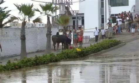 Punta Hermosa huaico arrastró vacas hasta la orilla del mar Canal N