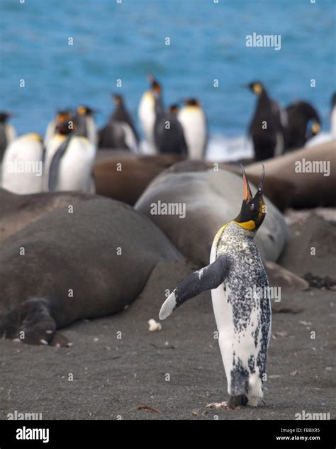 King penguin albino hi-res stock photography and images - Alamy