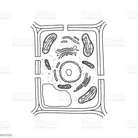 Generalized Plant Cell Stock Illustration Download Image Now