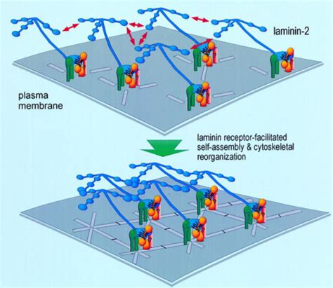 A Model For Receptor Facilitated Laminin Polymerization Open I