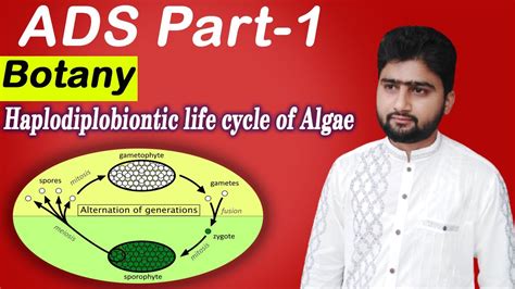 Haplodiplobiontic Life Cycle Of Algae With Diagram Haplodiplobiontic