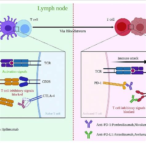 Blockade Of CTLA 4 And PD 1 And PD L1 To Enhance Antitumor Response