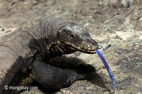 New Species Of Monitor Lizards Found On The Black Market