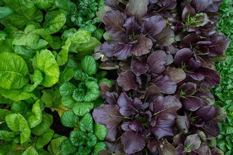 How to Harvest Mustard Greens | Gardener’s Path