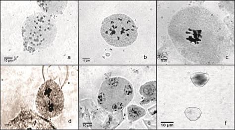 Scielo Brasil Cytogenetic Characterization Of Tropaeolum