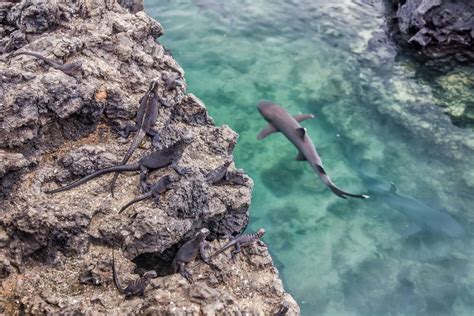 Unique Galapagos Islands Animals You Must See