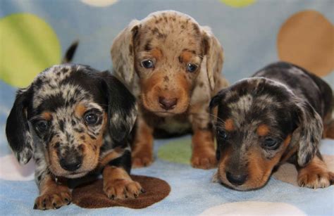 Dapple Dachshund Breeders