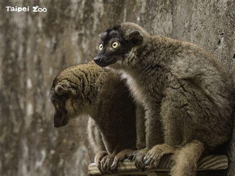 臺北市立動物園 新聞稿 巡蛇隊保護動物安全 夜間巡邏揪出牛角花