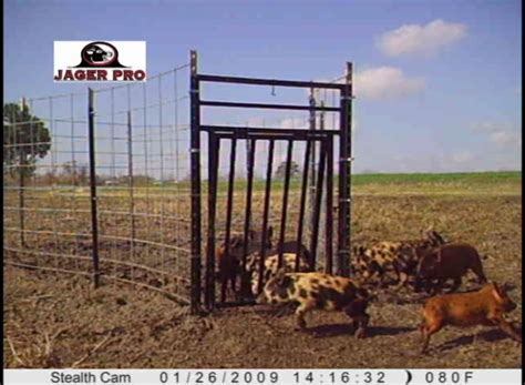 Hog Trapping Trigger Selection Jager Pro Store