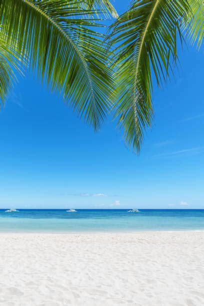 Palmen Strand Meer Vertikal Bilder Und Stockfotos Istock