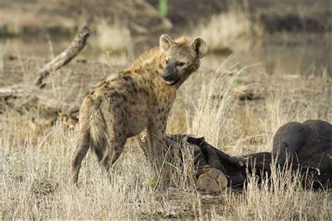 South Africa Kruger Mammals Naturetrek