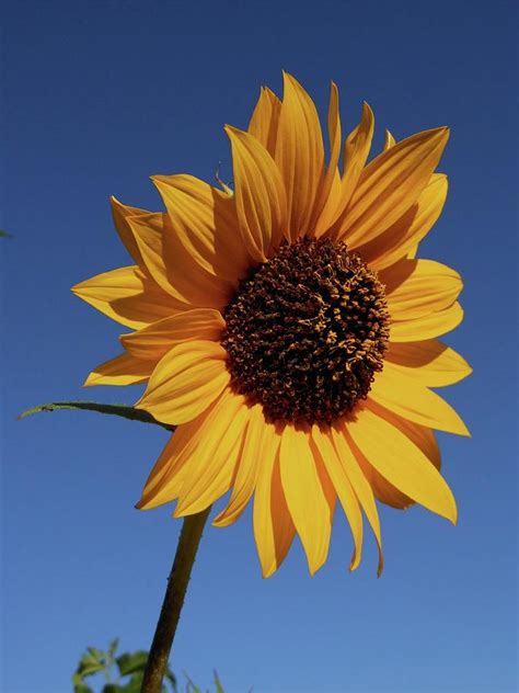 Common Sunflower Photograph By Don Kreuter