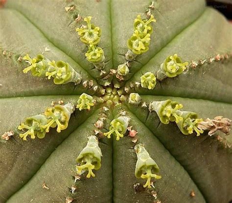 Euphorbia Obesa Female Plant Euphorbia Plants