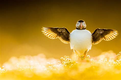 40 Winning Photos Of Bird Photographer Of The Year 2021