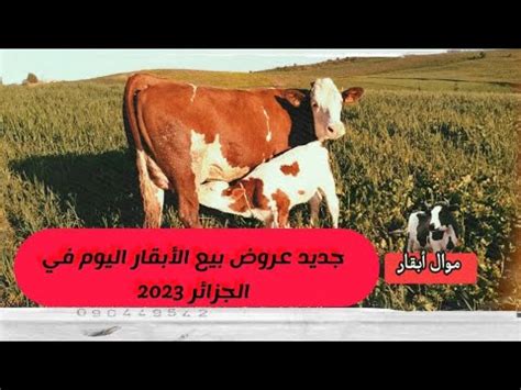 جديد عروض بيع الأبقار اليوم في الجزائر 2023 الدامة YouTube