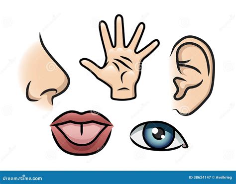 The Five Senses Stock Illustration Illustration Of Cartoon 38624147