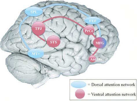 A Review Of The Networks Trained By Neurofeedback