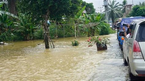 430 Ha Lahan Pertanian Rusak Terdampak Banjir Di Pasaman Barat