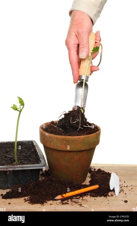 Hand Transplanting A Seedling Using A Seedling Trowel On A Potting