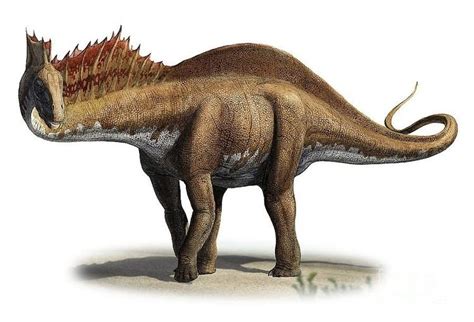 Amargasaurus - Alchetron, The Free Social Encyclopedia