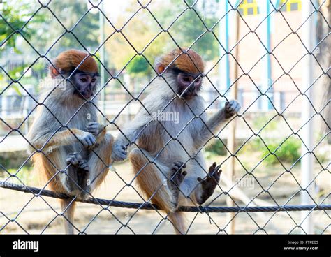 Close Up Photos Of Monkeys Hi Res Stock Photography And Images Alamy