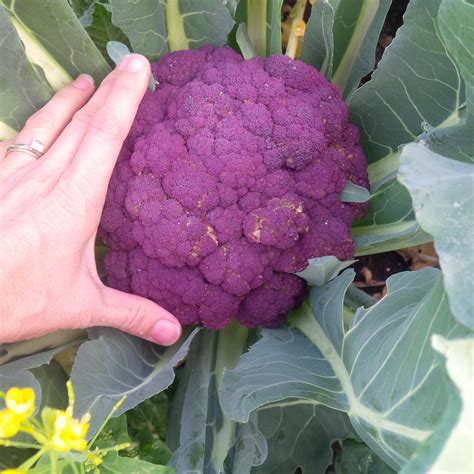 When to Harvest Broccoli? - Gardenerd