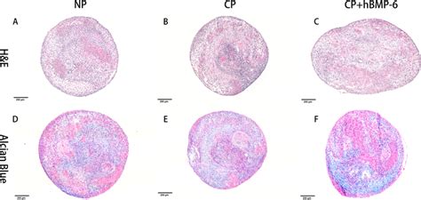 Hande And Alcian Blue Staining Of 3d Hadscs Pellets Cultured In Either